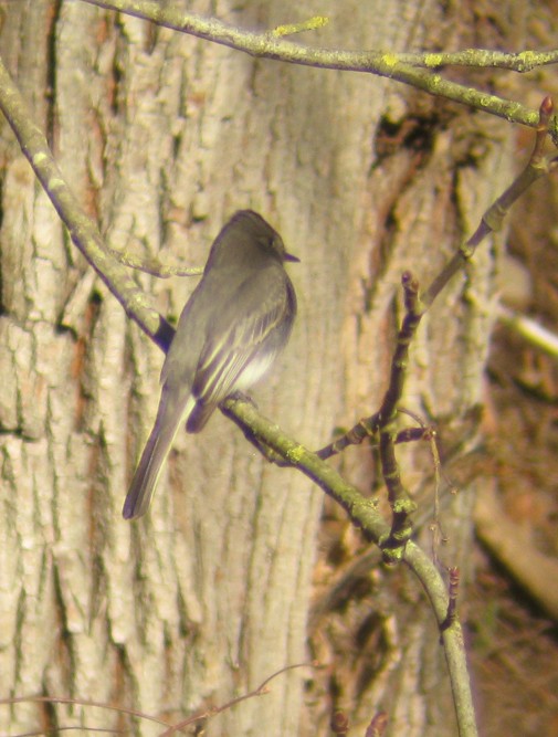 Black Phoebe - Steve Nord