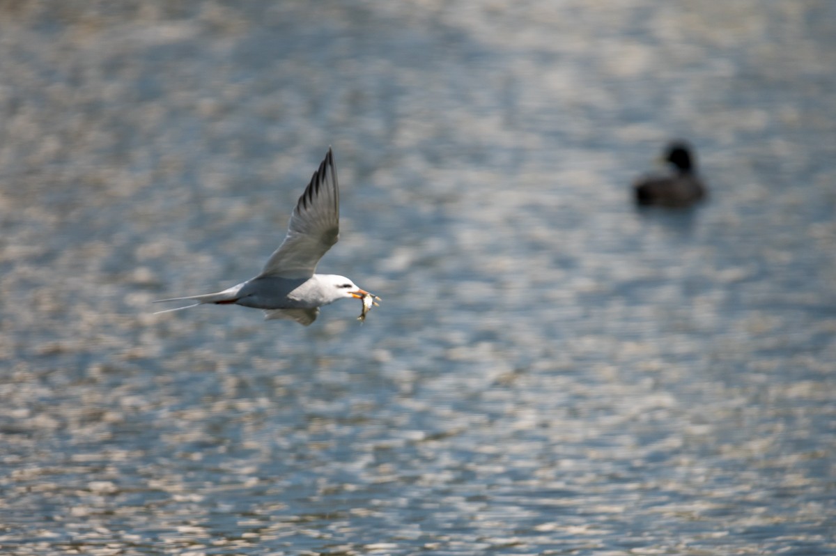 Snowy-crowned Tern - ML373630351