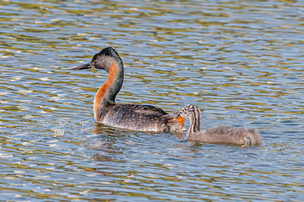 Great Grebe - ML373630591