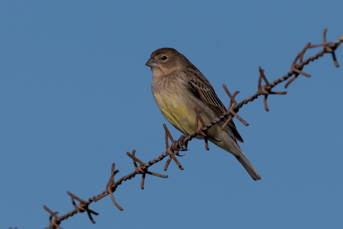 Grassland Yellow-Finch - ML373630741