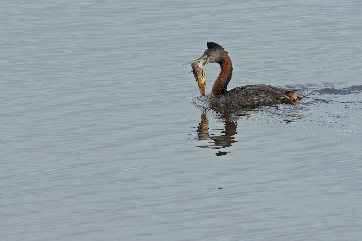 Great Grebe - Leonildo Piovesan