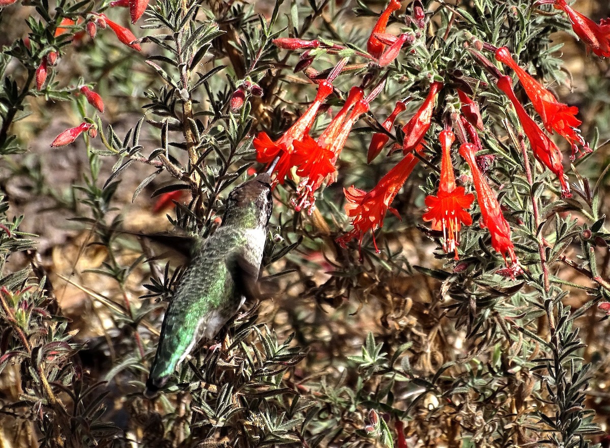 Anna's Hummingbird - ML373632931