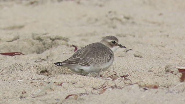 Siberian Sand-Plover - ML373633721