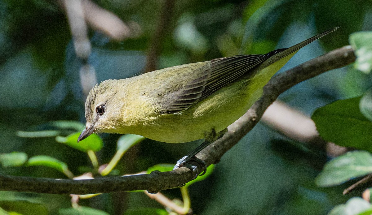 Philadelphia Vireo - ML373634661