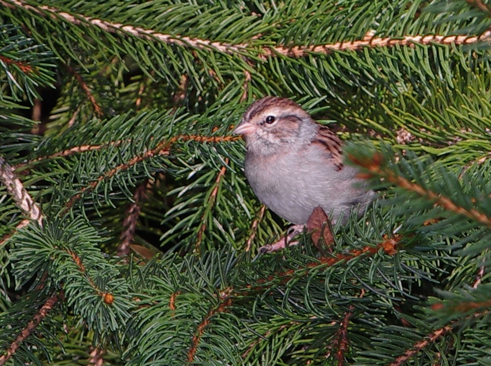Chipping Sparrow - ML373635961