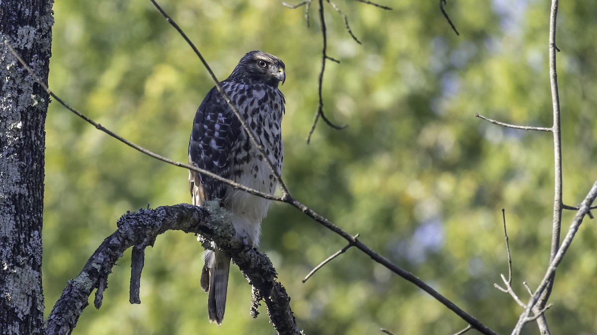 Red-shouldered Hawk - ML373636141