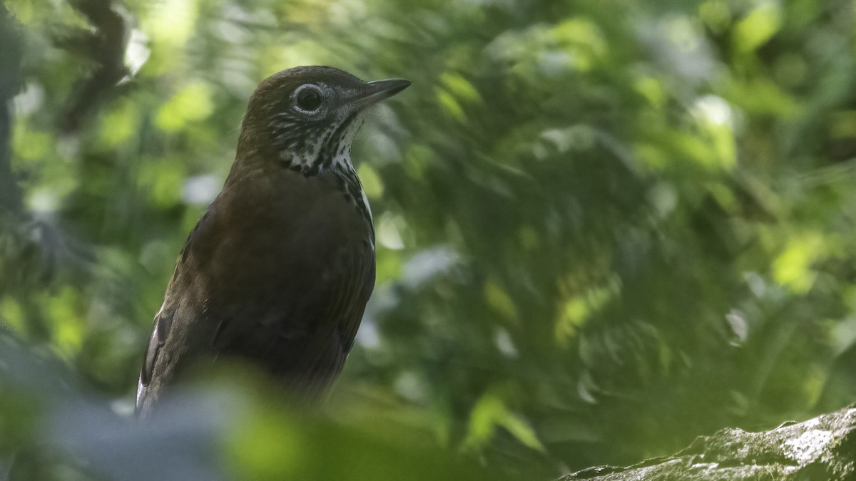 Wood Thrush - ML373636341