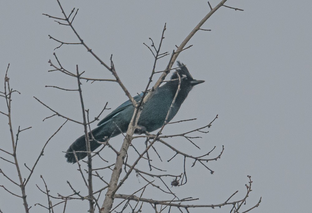 Steller's Jay - ML373636351