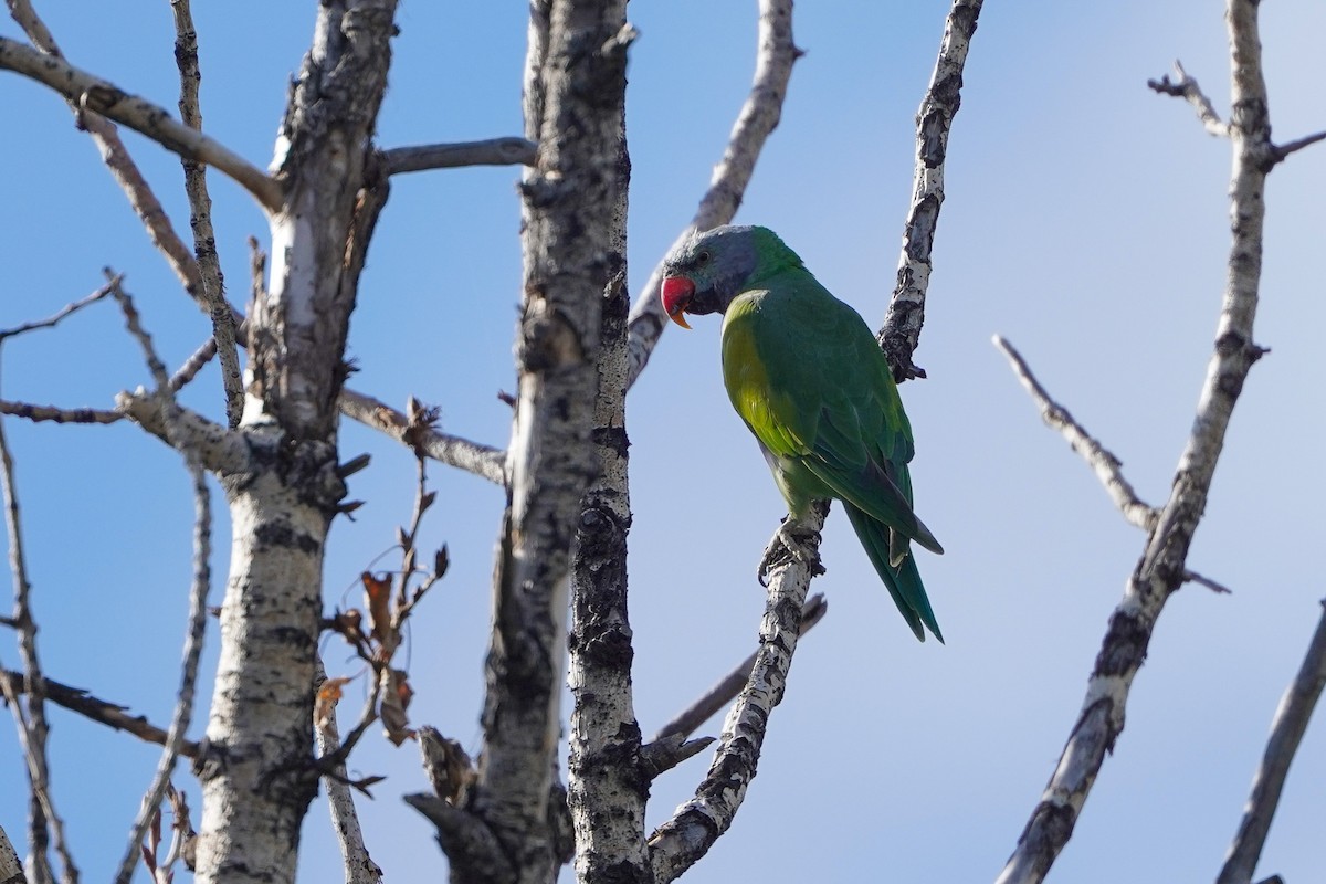 Derbyan Parakeet - ML373637041