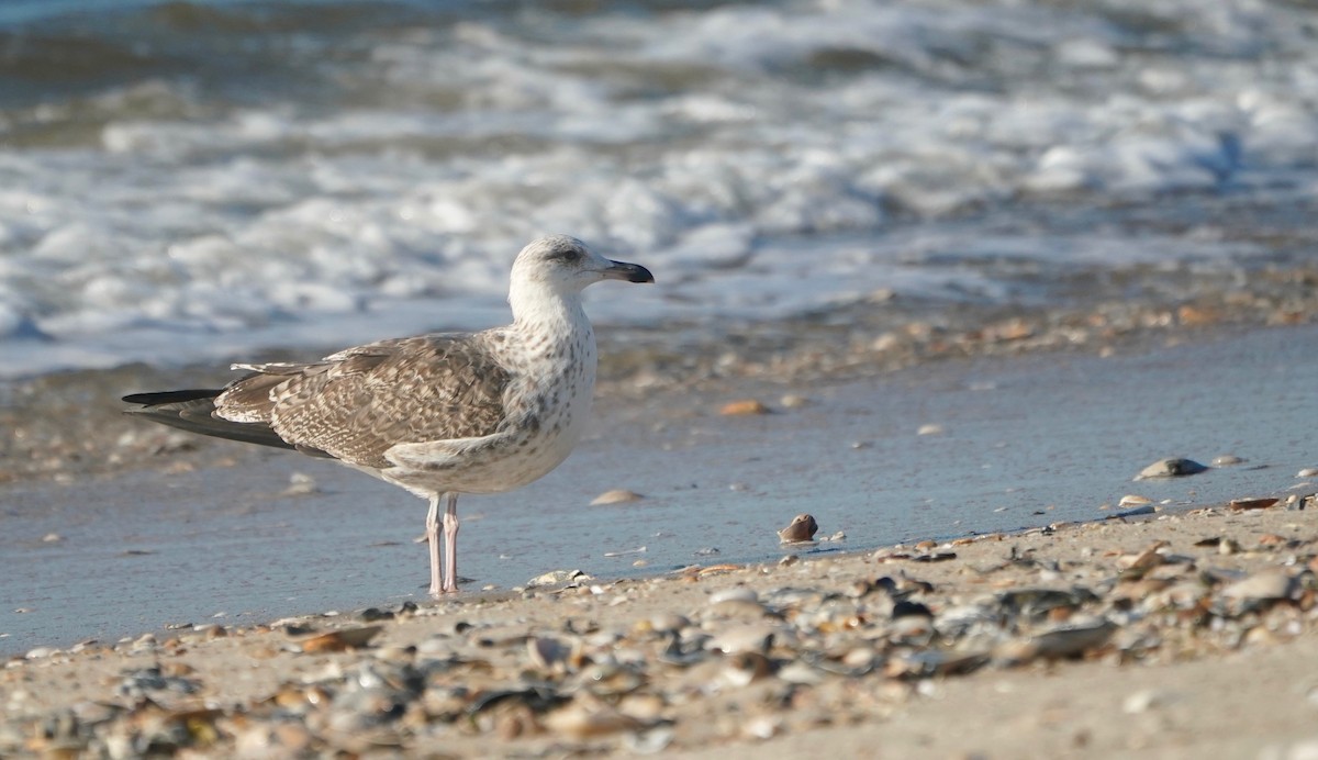 Great Black-backed Gull - ML373637361