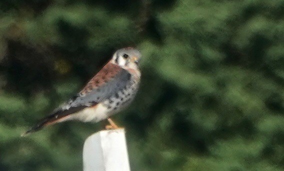 American Kestrel - ML373638061