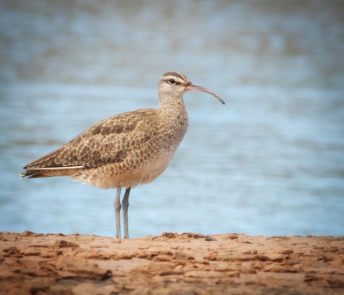 Hudsonian Whimbrel - ML373638541
