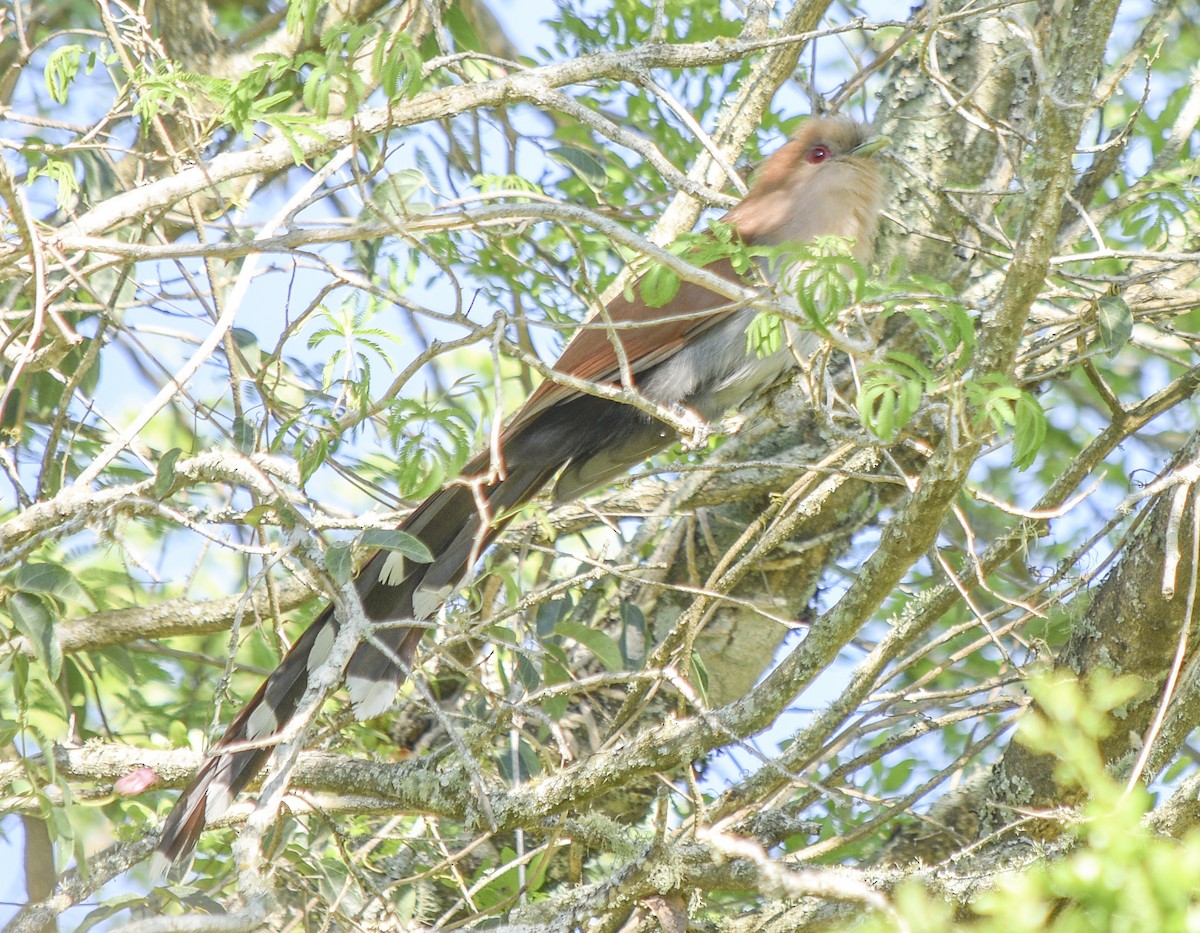 Squirrel Cuckoo - ML373638641