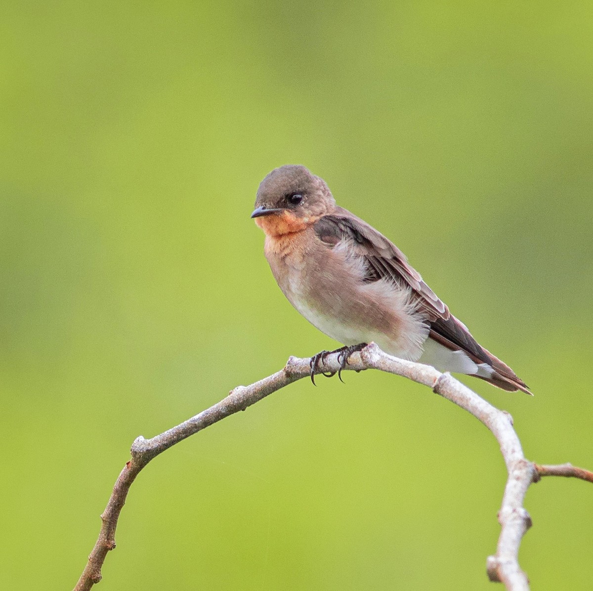 Southern Rough-winged Swallow - ML373638651
