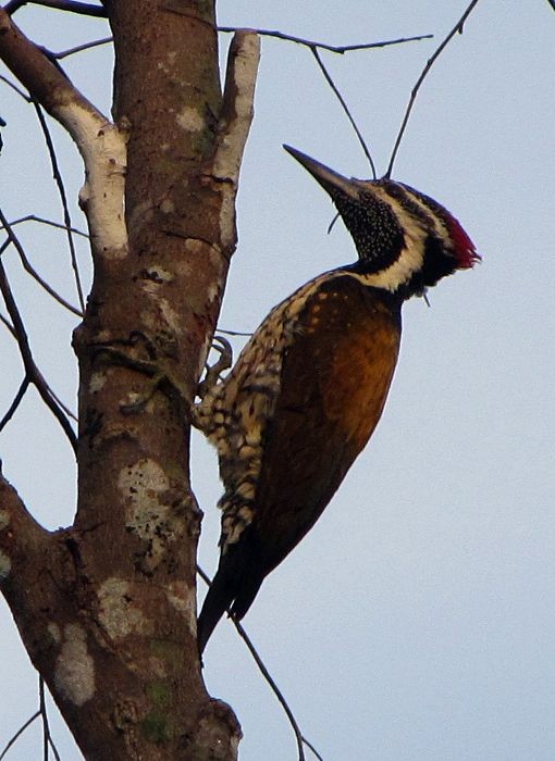 Black-rumped Flameback - ML37363941