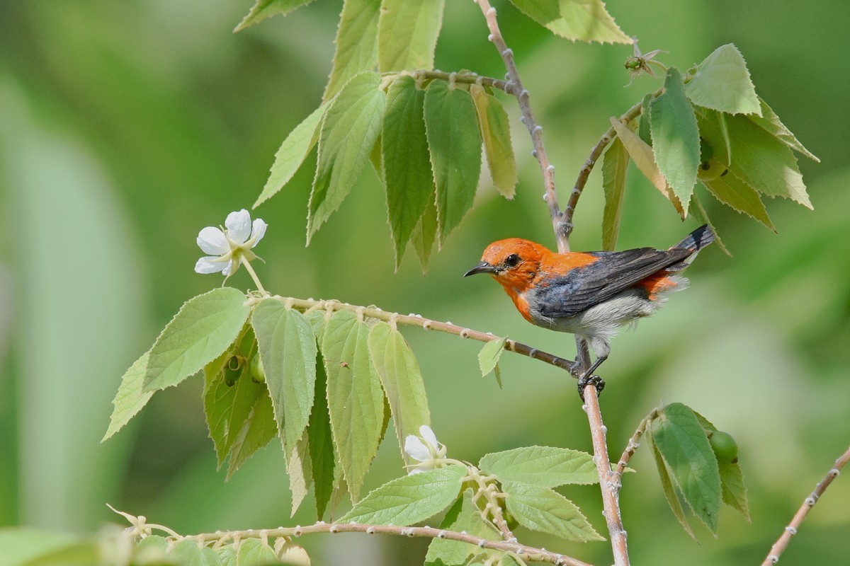 Scarlet-headed Flowerpecker - Geoffrey Groom