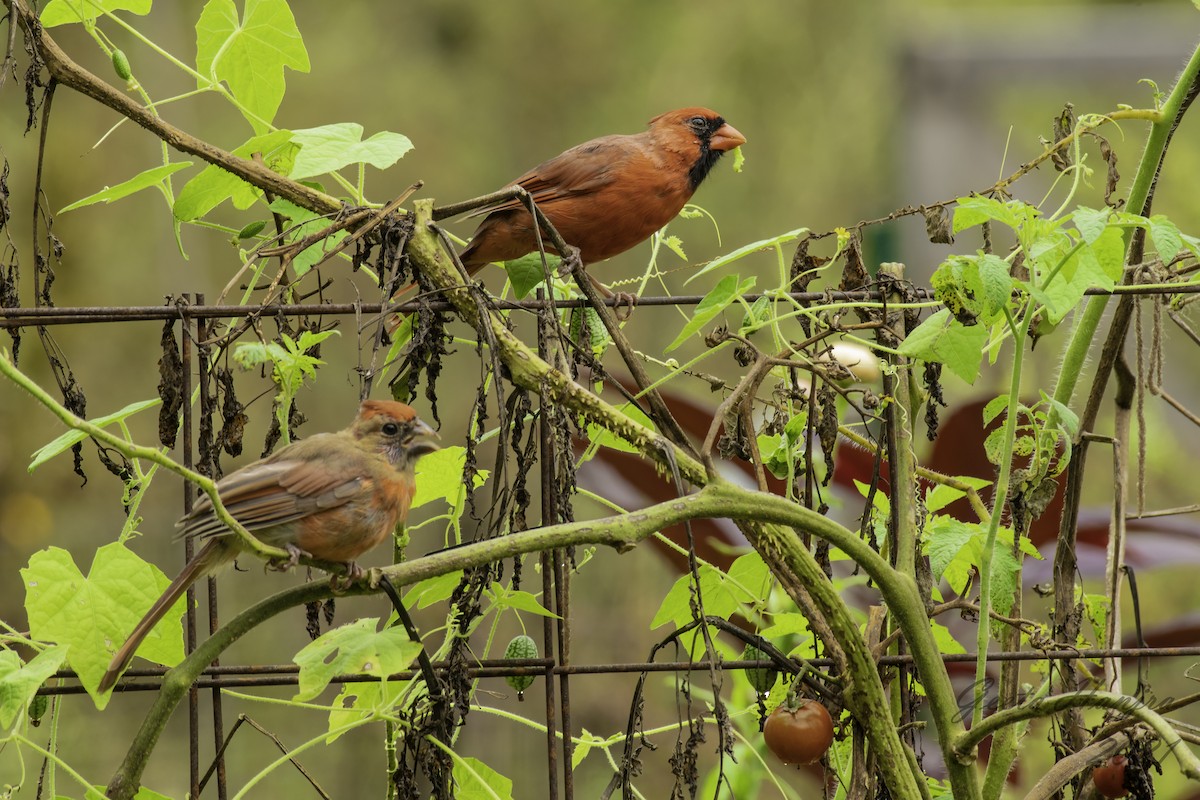 Cardinal rouge - ML373643981