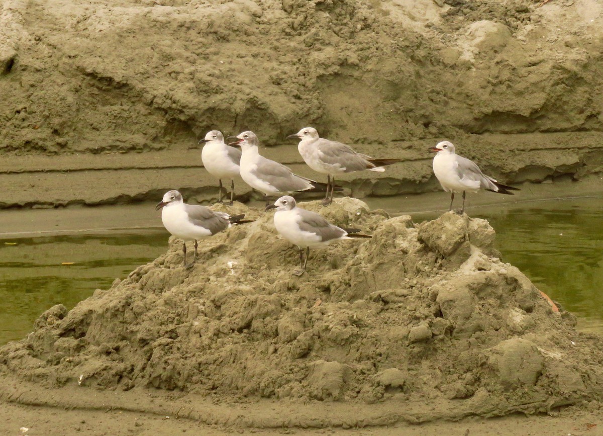 Franklin's Gull - Randy Bumbury