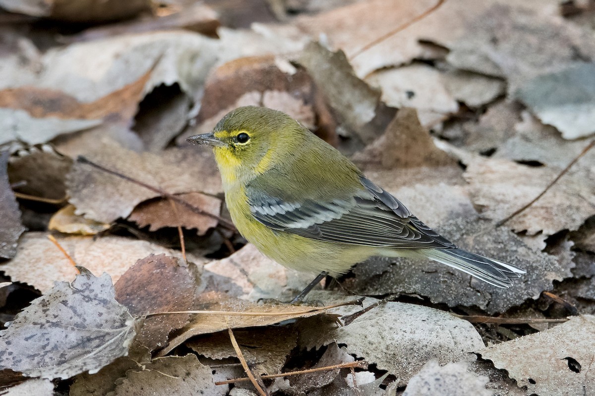 Pine Warbler - Sue Barth