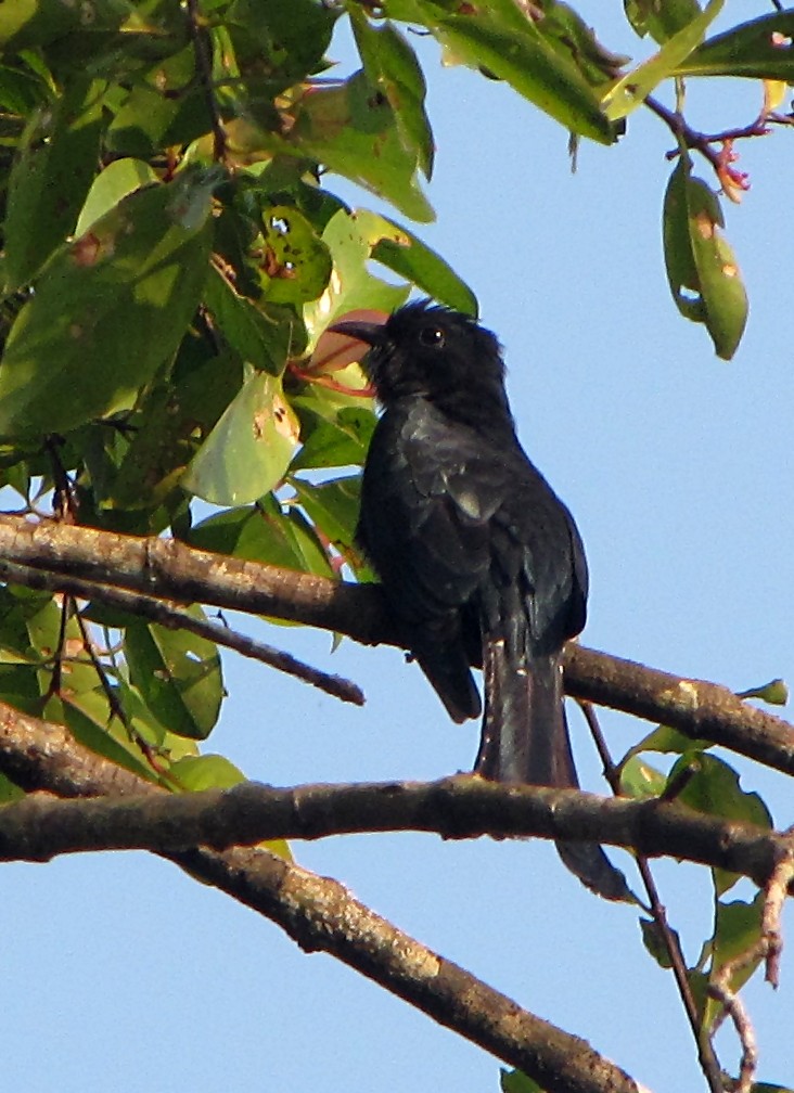 Fork-tailed Drongo-Cuckoo - ML37364681