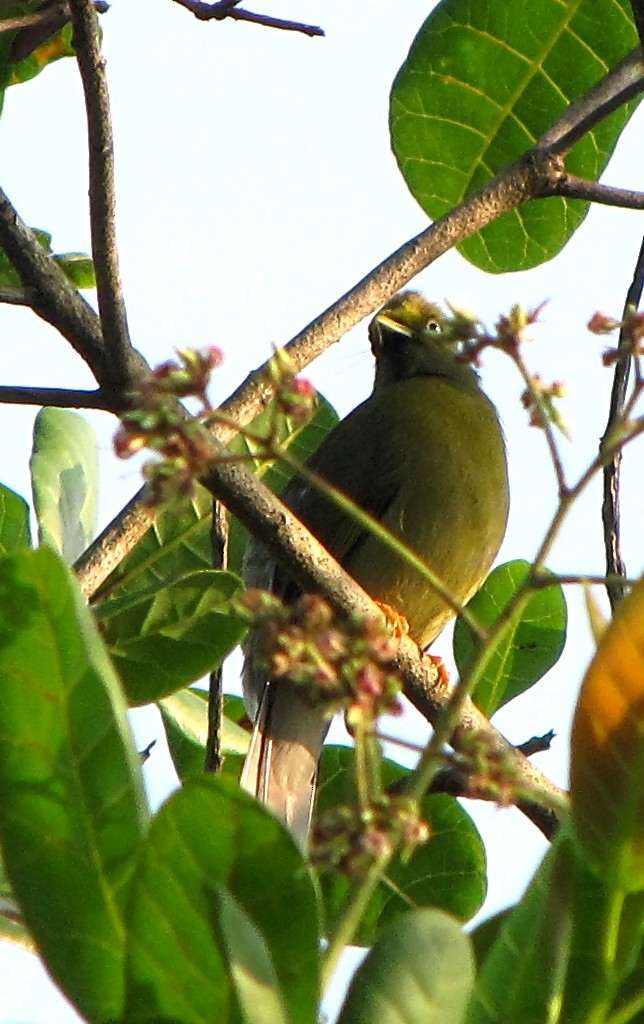 Gray-headed Bulbul - ML37364721