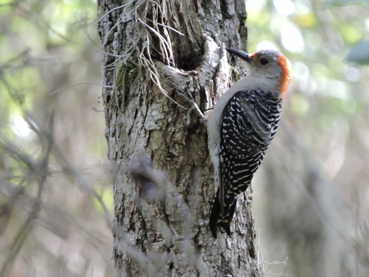 Red-bellied Woodpecker - ML373647441