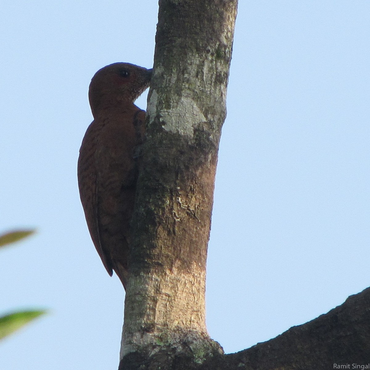 Rufous Woodpecker - Ramit Singal