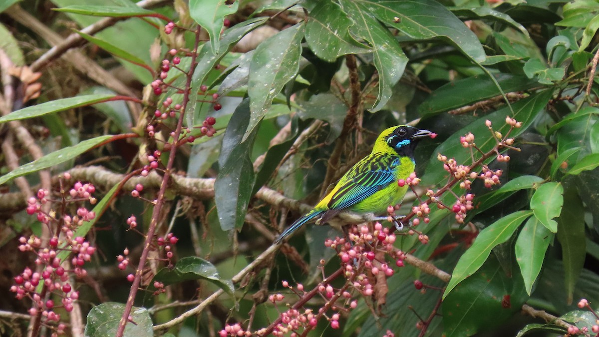 Blue-whiskered Tanager - Juan Pablo Arboleda