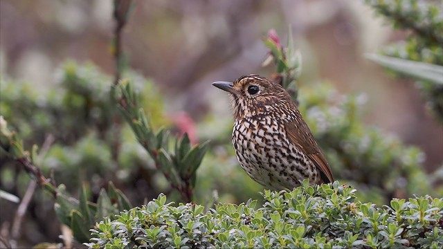 Stripe-headed Antpitta - ML373648711