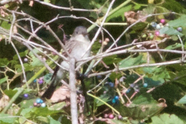 Eastern Wood-Pewee - Seth Factor