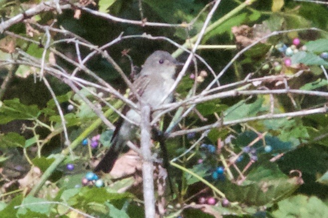 Eastern Wood-Pewee - Seth Factor