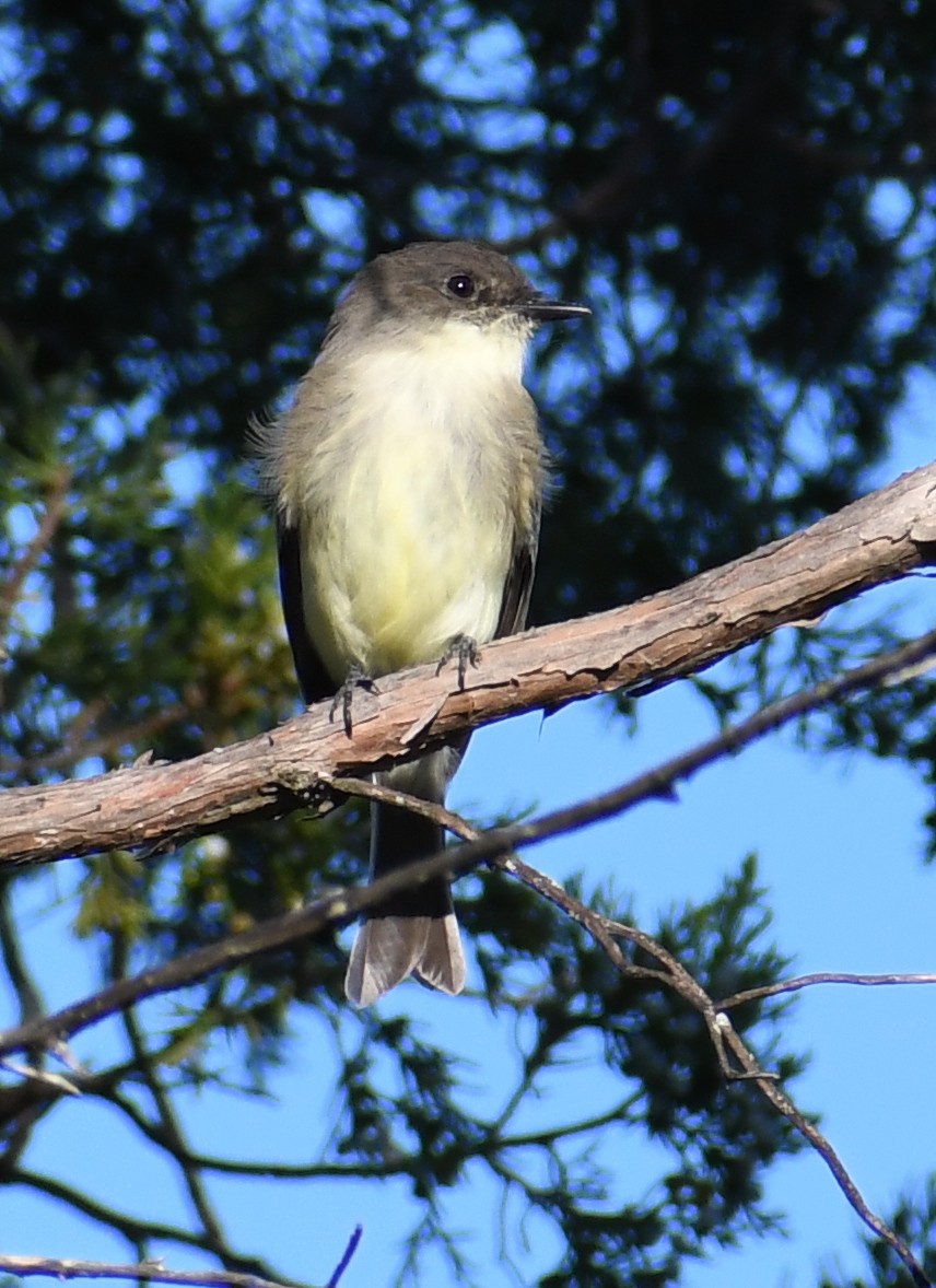 Eastern Phoebe - ML373649871