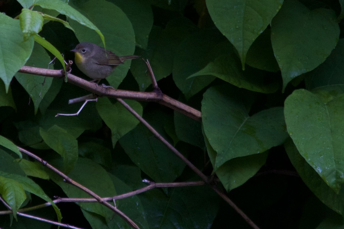 Common Yellowthroat - Seth Factor