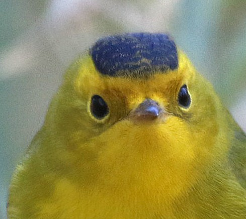 Wilson's Warbler - David Leatherman