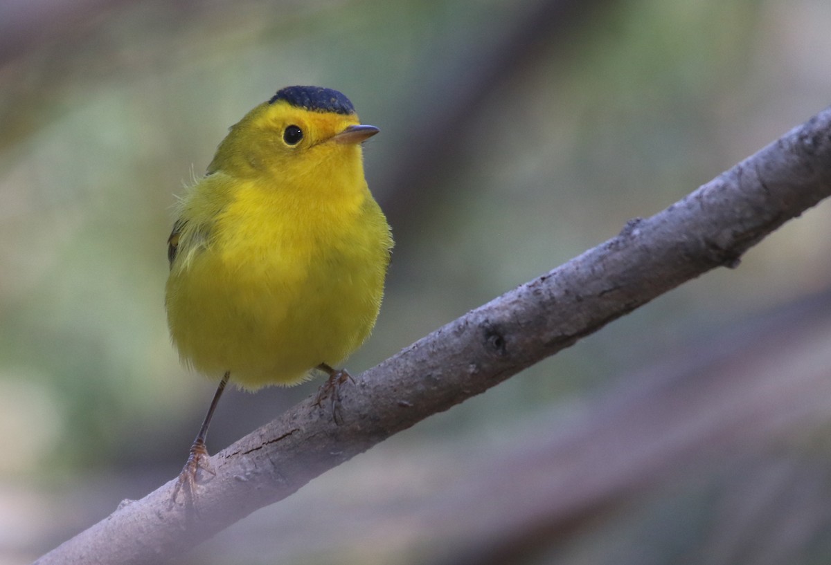 Wilson's Warbler - ML373651681