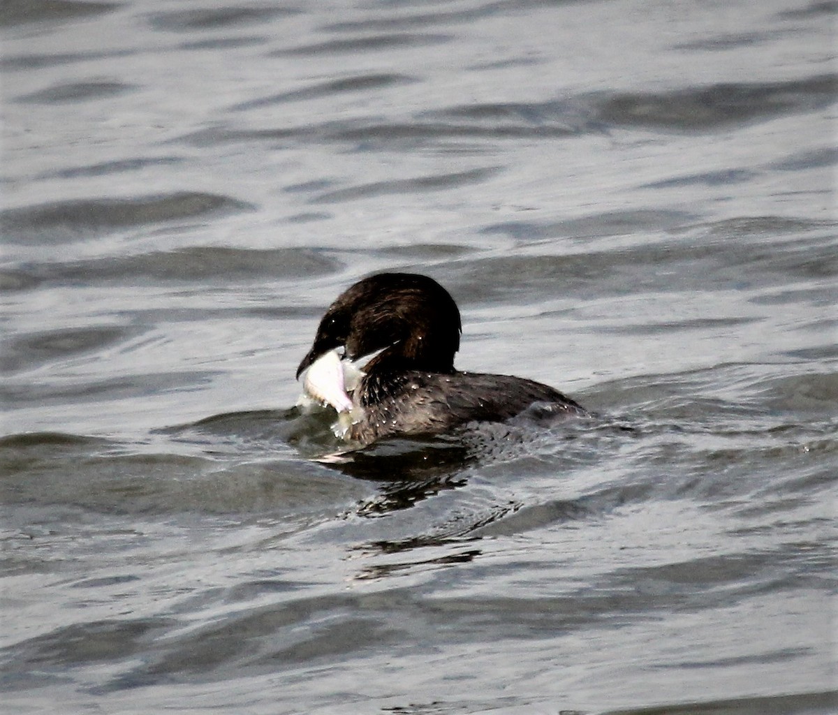 Pied-billed Grebe - ML373651751