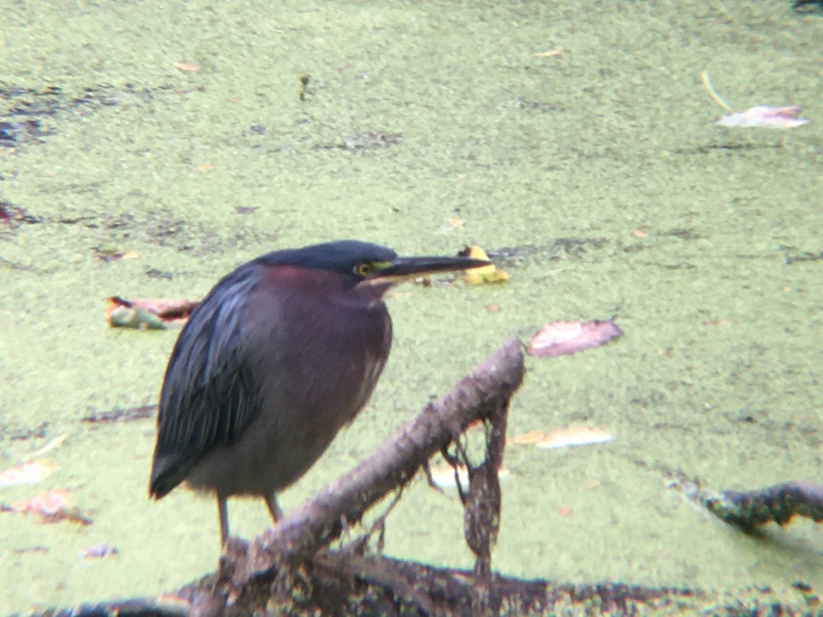 Green Heron - ML373652571