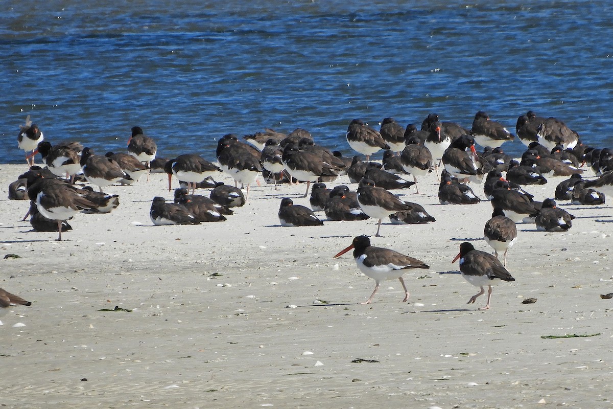 American Oystercatcher - ML373652581