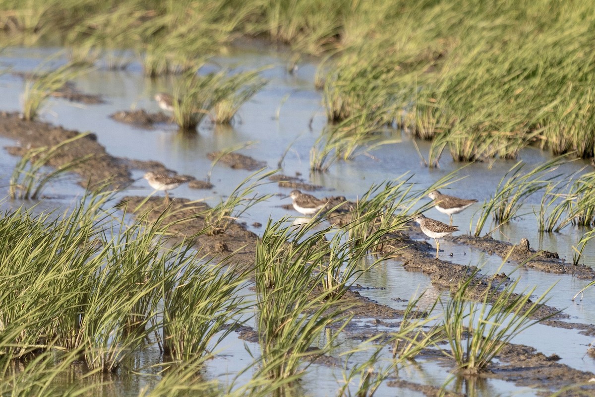 Wood Sandpiper - Henrique Afonso