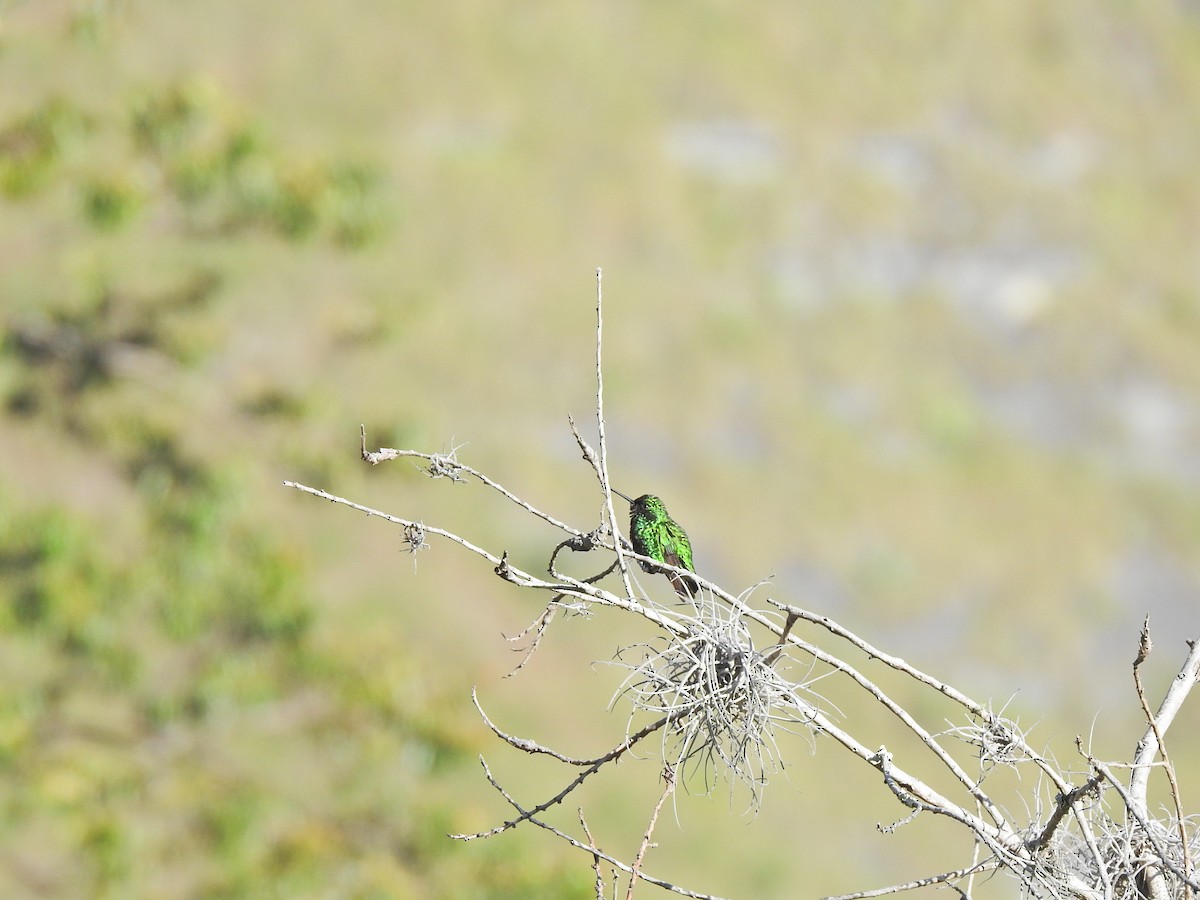 Short-tailed Emerald - CARLOS REINA GUERRERO