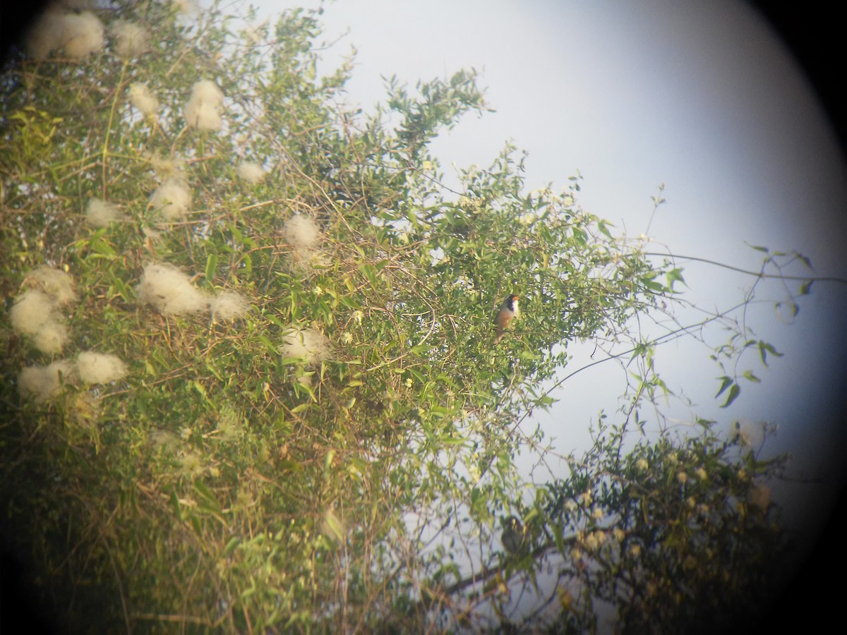 Many-colored Chaco Finch - Lucas Barrera