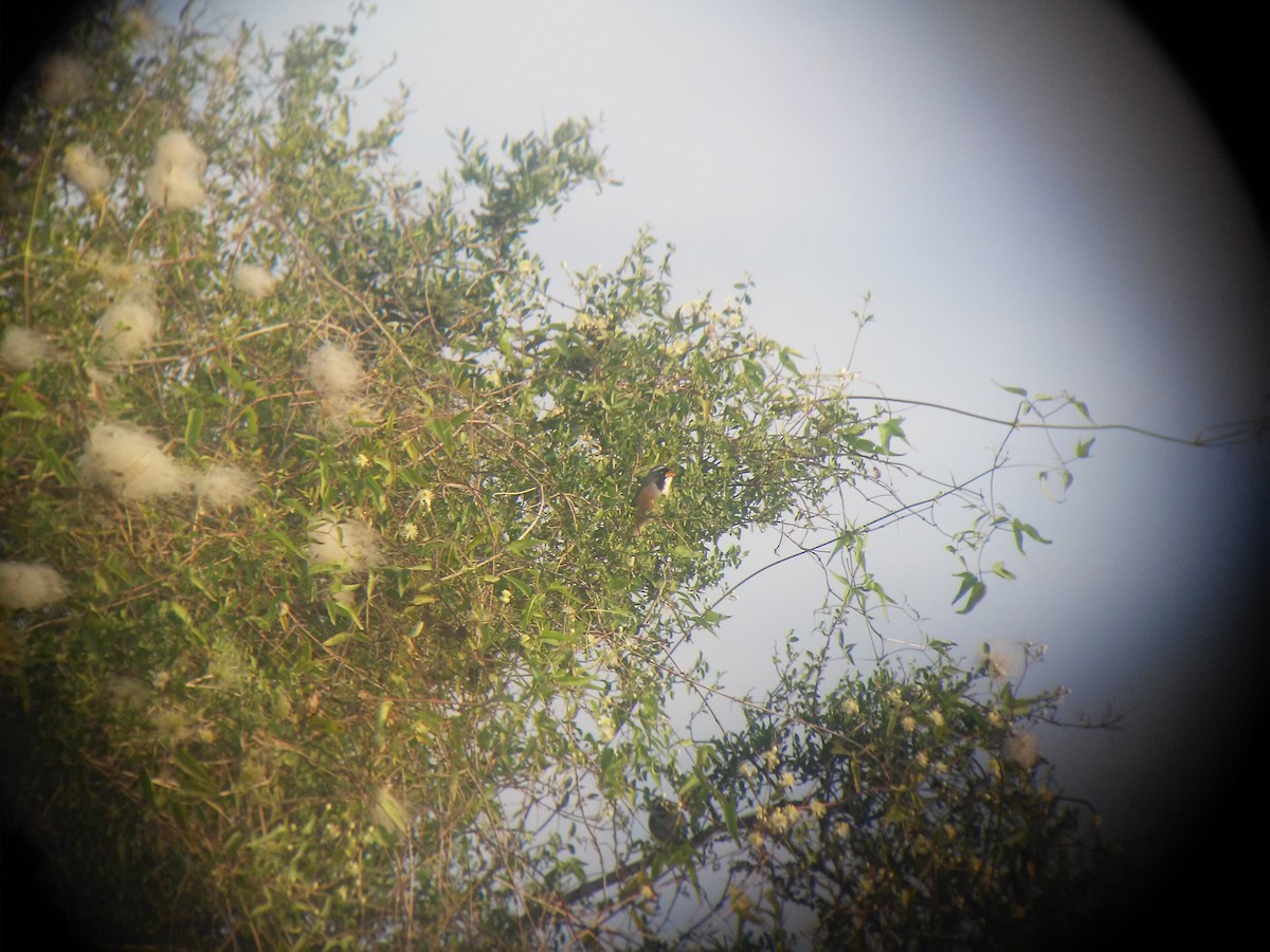 Many-colored Chaco Finch - ML37365341