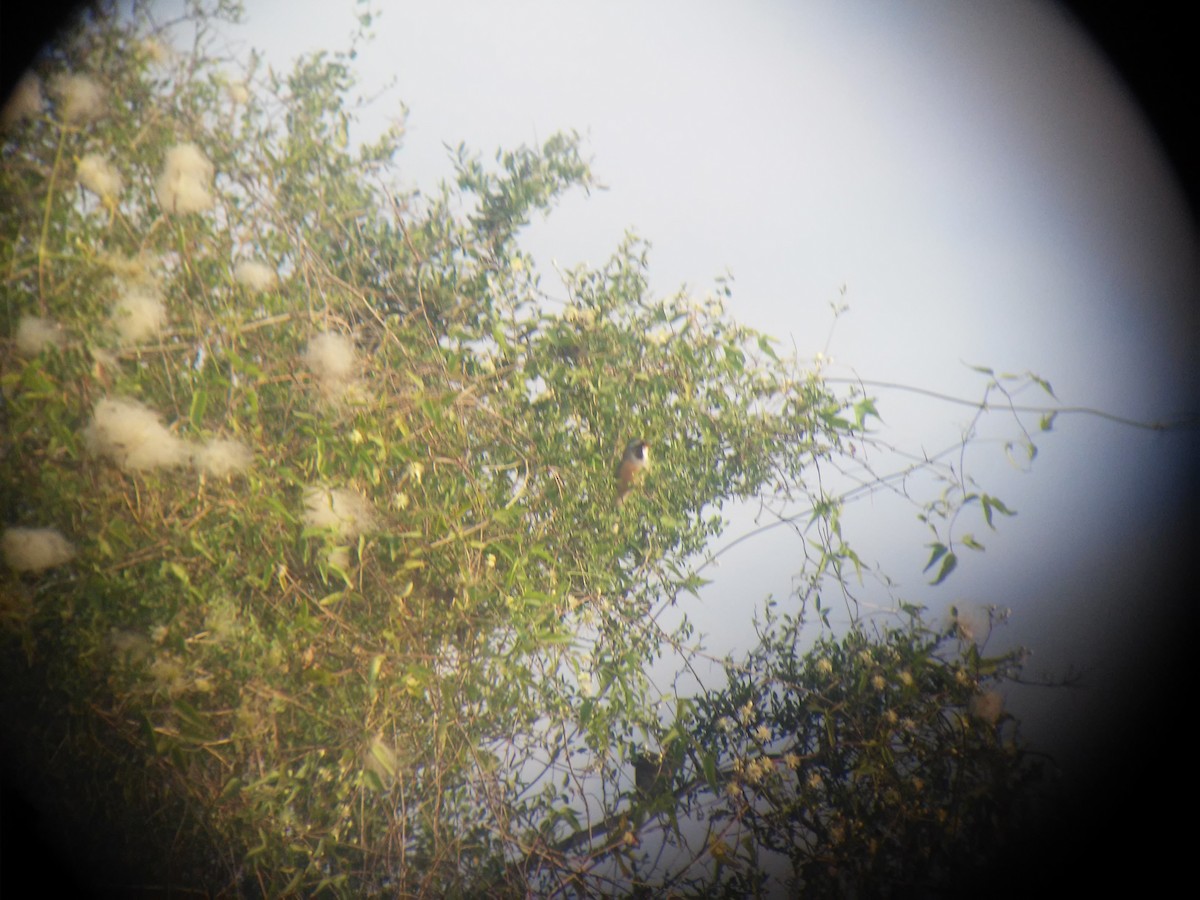 Many-colored Chaco Finch - Lucas Barrera