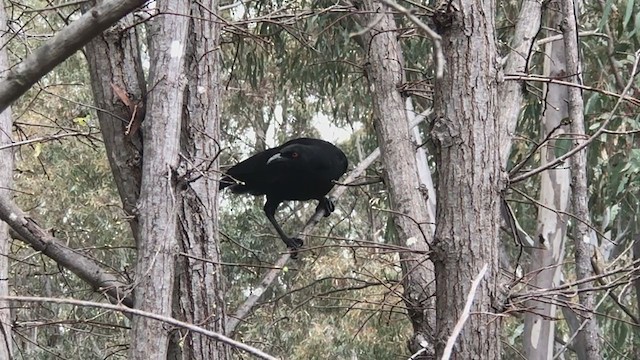 White-winged Chough - ML373654811