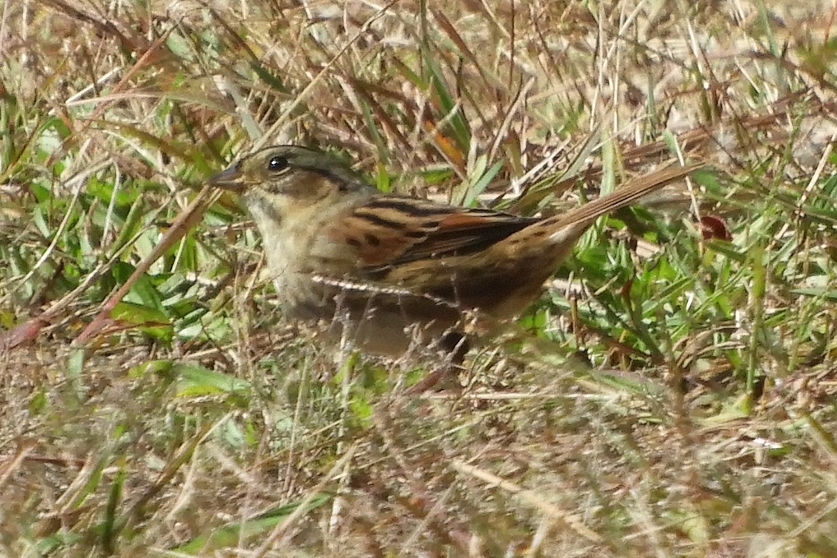 Swamp Sparrow - ML373655371