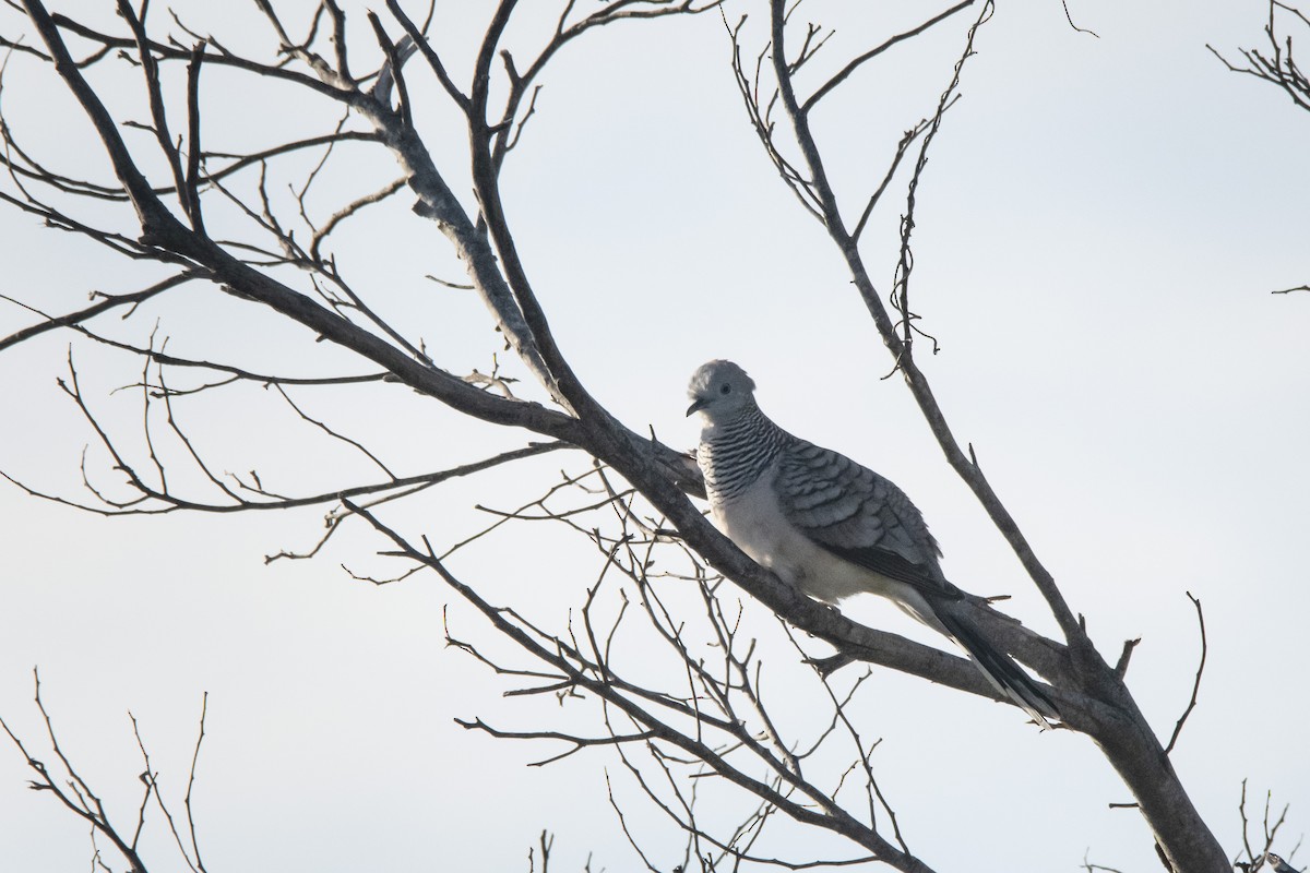 Peaceful Dove - ML373655521