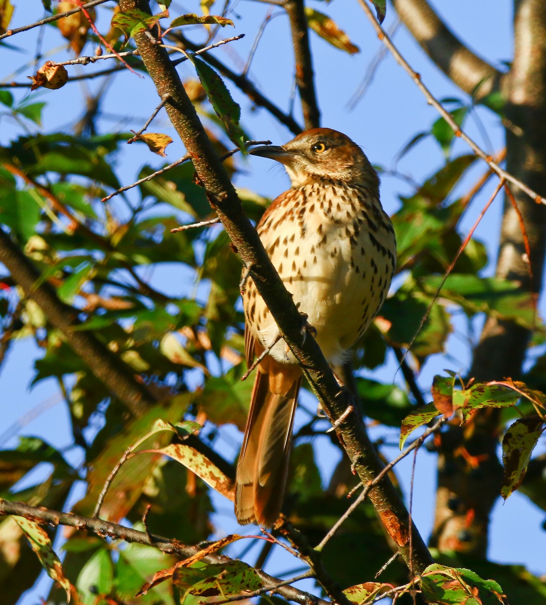 Brown Thrasher - ML373659611