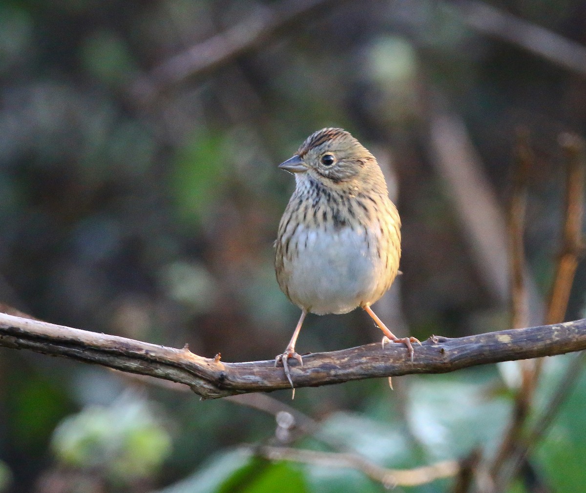 Lincoln's Sparrow - ML373659721