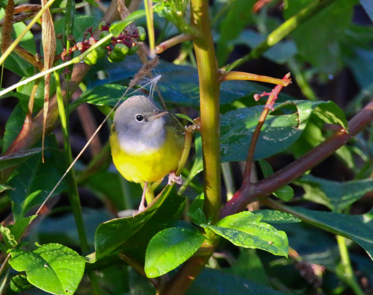 Mourning Warbler - ML373659931