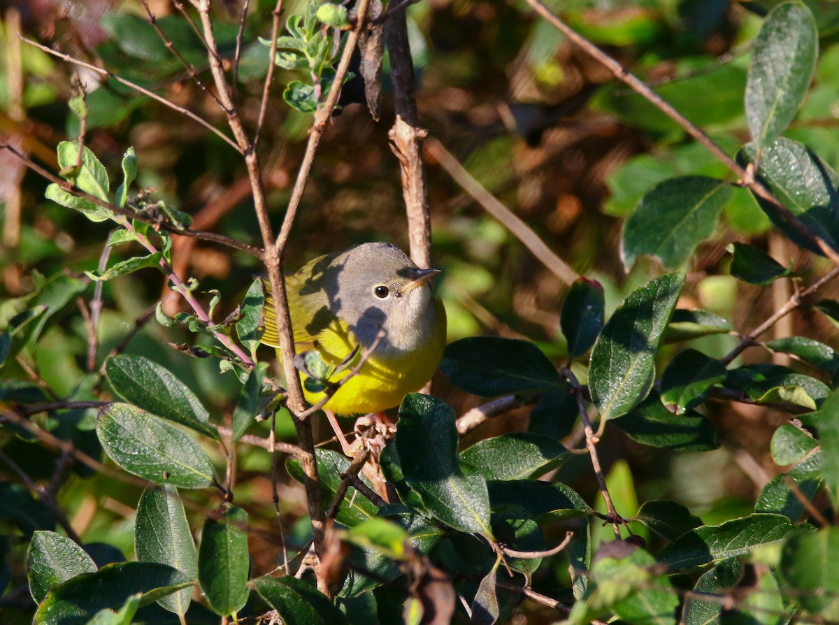 Mourning Warbler - Aidan Griffiths